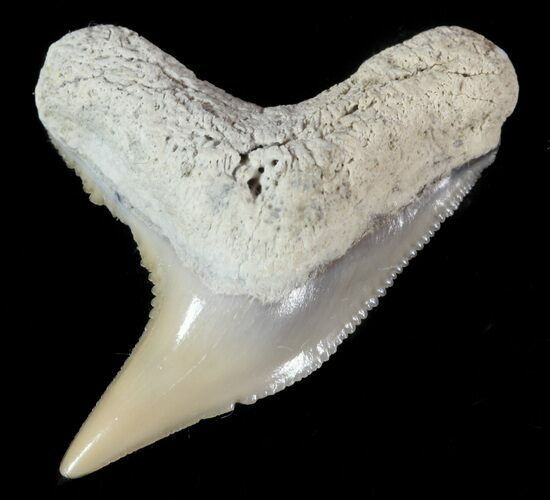 Fossil Tiger Shark Tooth - Lee Creek (Aurora), NC #47667